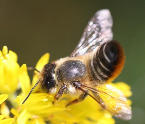 Megachile willughbiella